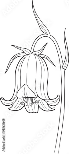 A delicate bellflower illustration. The flower is a bell-shaped bloom with intricate markings.