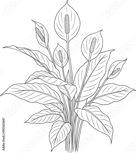 A detailed black and white line drawing depicts a cluster of Peace lilies. The plant features long, elegant leaves and several spathes with distinctive spadixes.