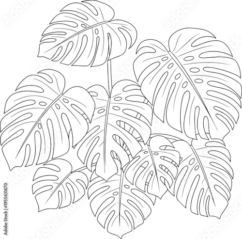 Several monstera deliciosa leaves are arranged in a cluster. The leaves have distinctive, deeply lobed edges and prominent veins.