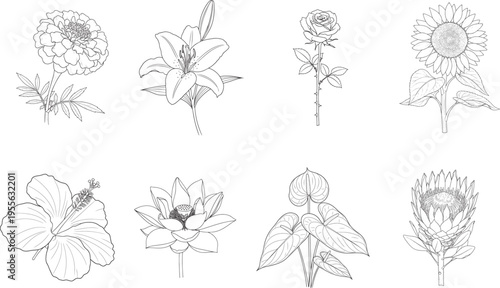 A black and white illustration depicts eight different flower species arranged in a grid. The flowers include a peony, lily, rose, sunflower, hibiscus, lotus, protea, and peony.