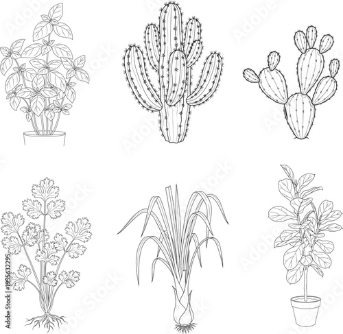 The illustrations showcase a basil plant, a prickly cactus, a barrel cactus, a small prickly pear cactus, a parsley plant, a lemongrass plant