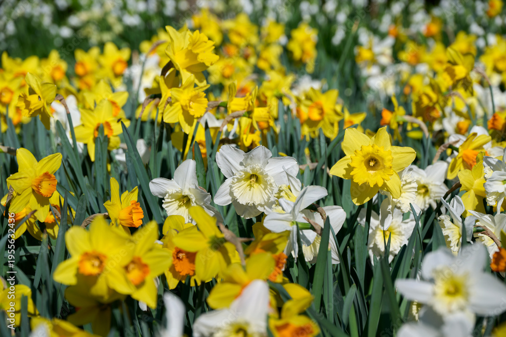 Obraz premium mixed field of yellow and white daffodils with yellow, white, and orange centers