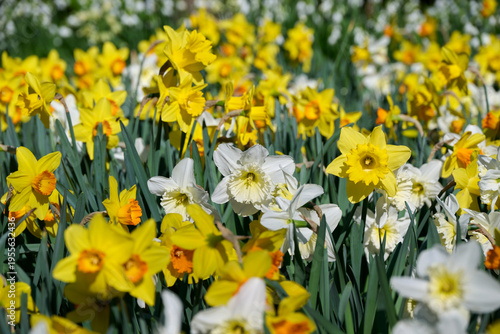 Fotografie mixed field of yellow and white daffodils with yellow, white, and orange centers