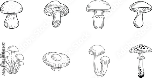 Hand drawn mushroom collection vector illustration, vintage botanical fungi set, detailed line art edible and poisonous mushrooms isolated on white