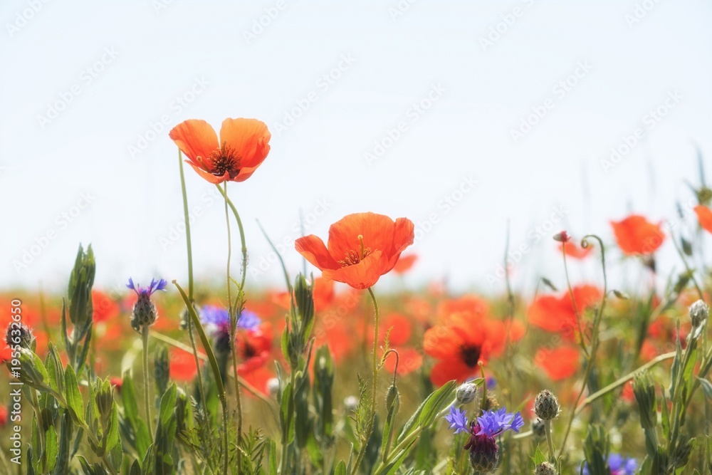 Fototapeta premium Field of blooming red poppies and blue cornflowers under a bright sky. Natural floral background suitable for spring, summer, and ecology-themed designs with copy space.