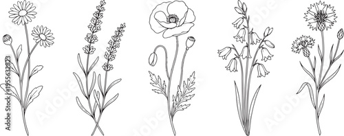 Set of hellebore flowers, leaves and brunch. Detailed hand drawn ink illustration floral elements for invitation, wallpaper art