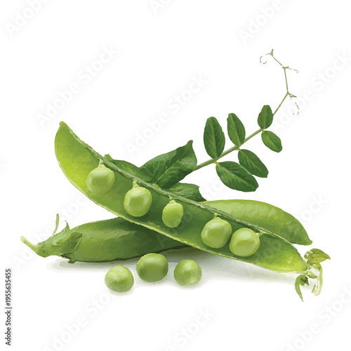Fresh Green Peas