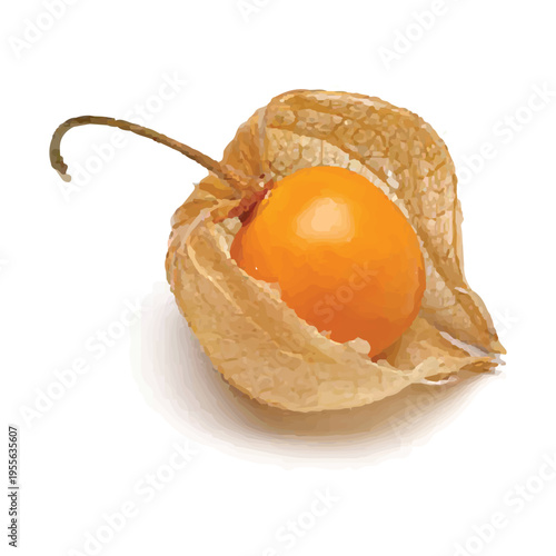 Physalis Fruit