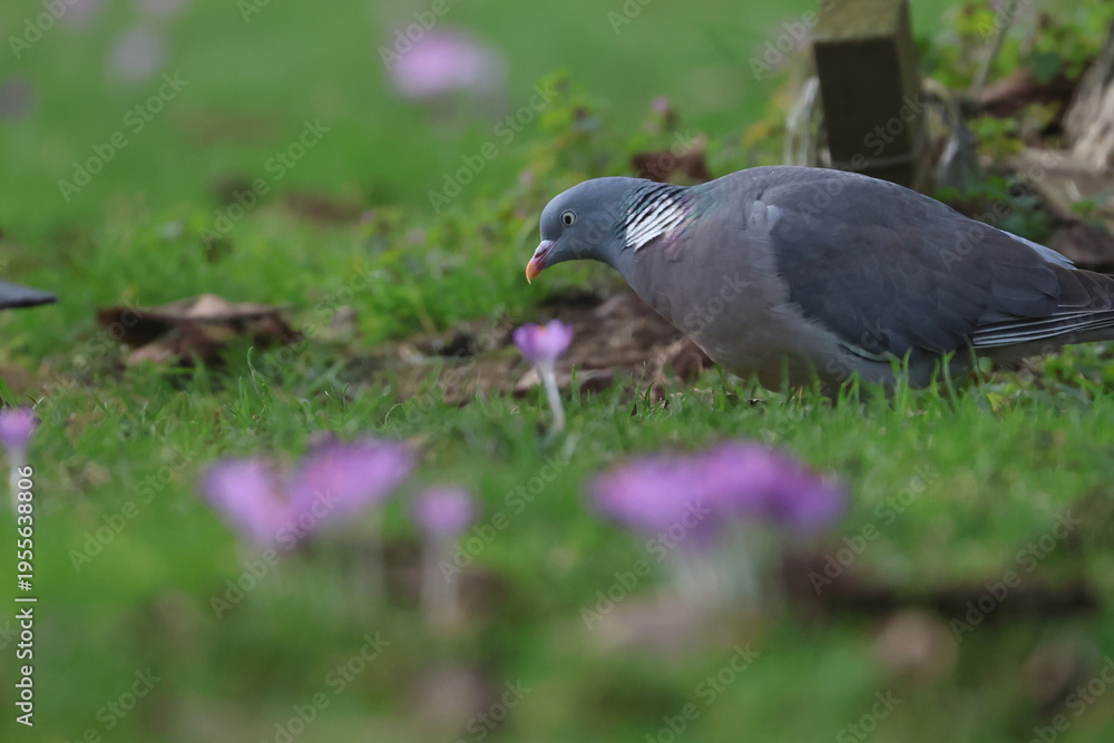 Fototapeta premium wood pigeon