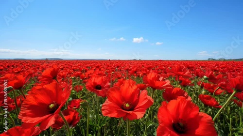Field of vibrant red poppies clear blue sky