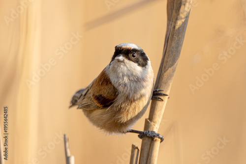 Quadro su tela Eurasian Penduline Tit Bird