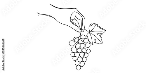 A continuous line drawing of a human hand holding a fresh bunch of grapes with a single leaf attached