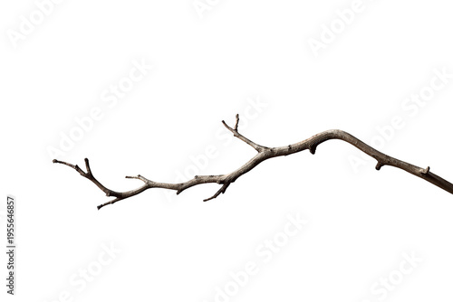 Dry leafless bare branch on transparent background, symbolizing nature, winter, death, or decay, with natural wood texture