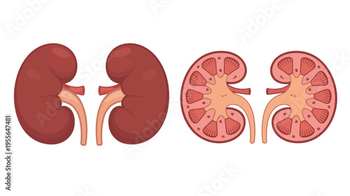 Anatomical illustration of human kidneys whole and in cross section