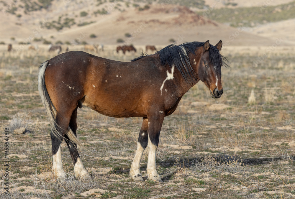 Fototapeta premium Wild Horse in Springtime in the Utah Desert