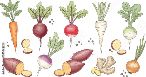 Root Vegetable Collection Vector Illustration Featuring Carrot Beetroot Turnip Radish Sweet Potato Ginger and Onion in Hand Drawn Style