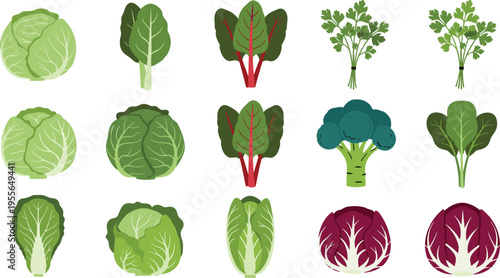 Fresh Leafy Green Vegetable Set Including Cabbage, Lettuce, Broccoli, Spinach, Swiss Chard, Parsley, and Radicchio for Healthy Food Vector Illustration Collection