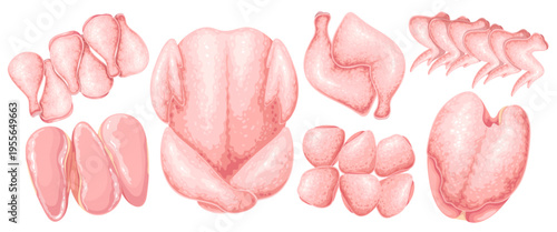 Raw chicken set with whole carcass, drumsticks, wings, breast, thigh fillet and diced meat pieces. Butcher cuts, poultry food and cooking design with raw chicken set, vector illustration