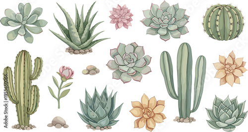 Succulent and Cactus Collection Vector Illustration Featuring Aloe Echeveria Desert Plants and Botanical Elements in Soft Hand Drawn Style