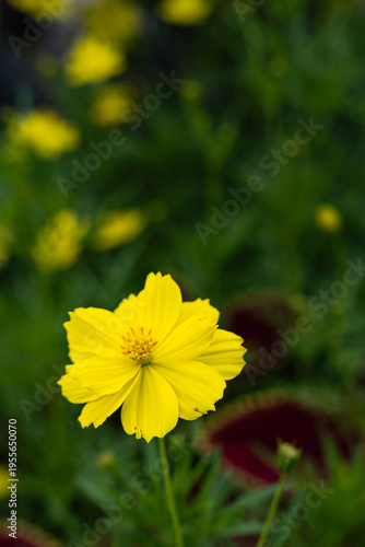 Elegant Yellow Cosmos Flower Macro with Soft Bokeh Background – Minimalist Nature Luxury Aesthetic