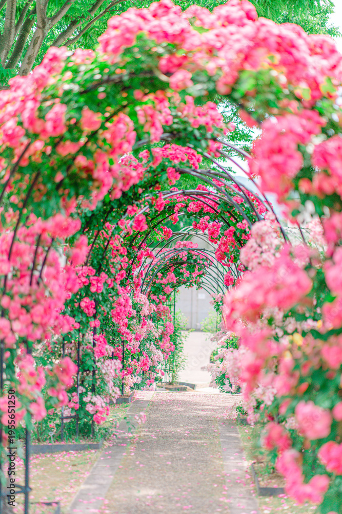 Fototapeta premium 5月 母の日 ピンクの薔薇のアーチトンネル 