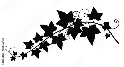 A delicate black silhouette of an ivy vine with curled tendrils and leaves