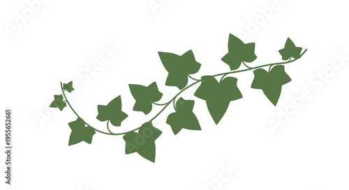 A delicate green ivy branch with heart shaped leaves against a white background