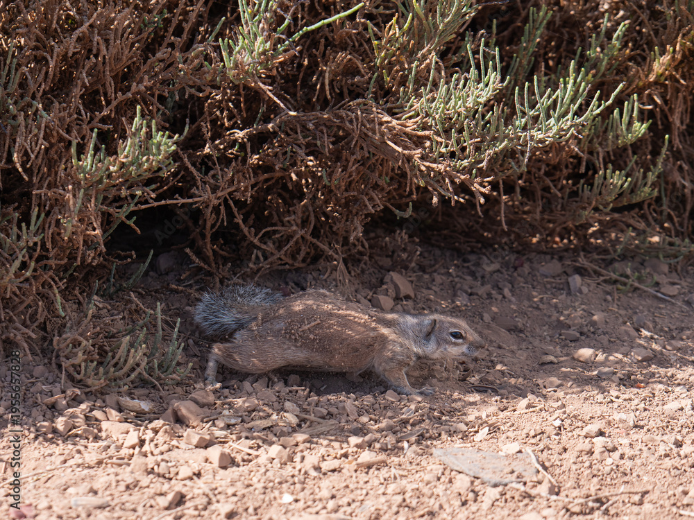 Obraz premium Atlas-Hörnchen in natürlicher Umgebung auf Fuerteventura 