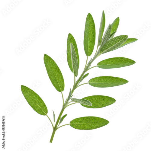 A detailed illustration of a laurel branch with green leaves and stems isolated on transparent background
