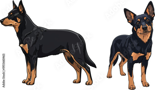 Lancashire Heeler dog standing curious head tilt side profile pose set