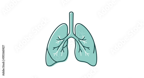 Human lungs anatomy organ illustration.
