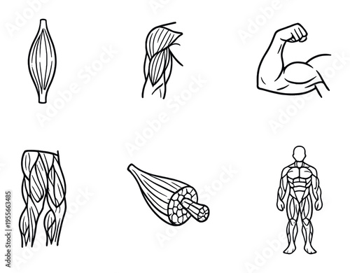 Muscle fibers and anatomy diagrams with human figure