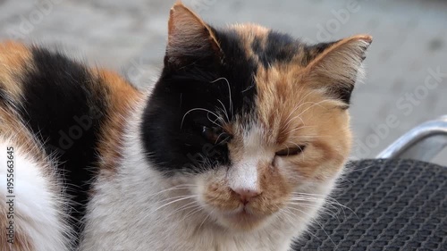 Kas, Turkey - 7th of February 2025: 4K Close up cute face of a three-coloured cat on scooter

