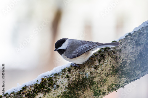 Konstfotografi Carolina Chickadee Sitting on a Tree Branch, Ohio