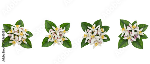 Four Clusters of Delicate White Orange Blossoms with Green Leaves on White Background.