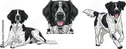 Large Munsterlander dog smiling headshot running lying down pose set