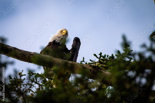 Majestätischer Weißkopfseeadler auf Vancouver Island