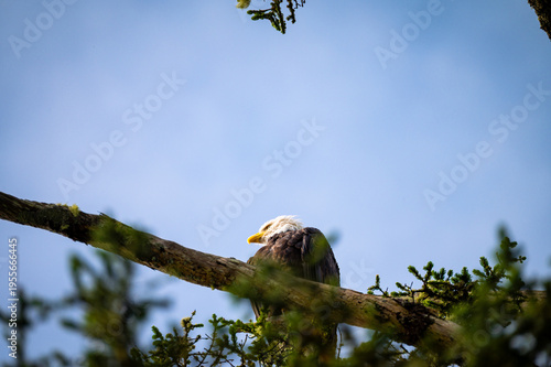 Majestätischer Weißkopfseeadler auf Vancouver Island