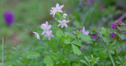 False rue-anemone (Isopyrum thalictroides) white spring wildflowers in forest