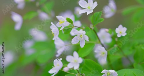 False rue-anemone (Isopyrum thalictroides) white spring wildflowers in forest
