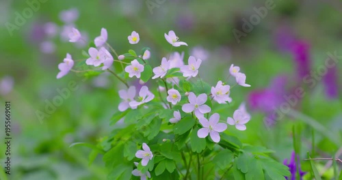 False rue-anemone (Isopyrum thalictroides) white spring wildflowers in forest