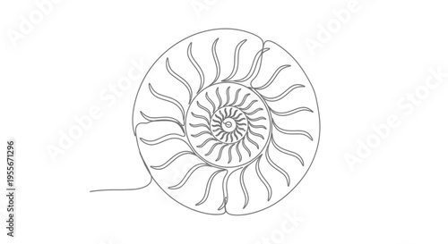 Nautilus Shell Cross Section Line Art