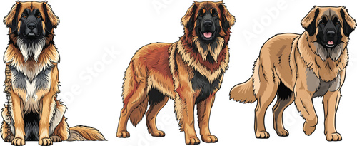 Leonberger dog sitting standing walking forward front pose set