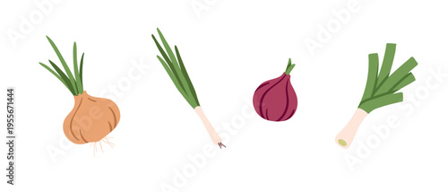 Illustration of a set of onion varieties. Leeks, onions, green onions.