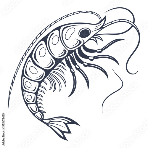 A black and white drawing of a shrimp