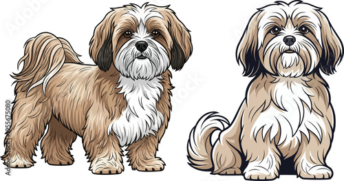 Lhasa Apso dog sitting standing facing front pose set