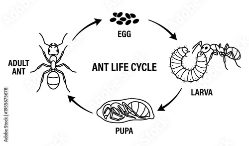 Ant life cycle stages illustration, egg, larva, pupa, adult ant_26