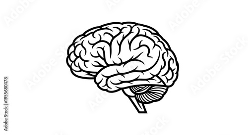 Detailed black and white line drawing of a human brain, showcasing its intricate folds and structures from a side profile view, representing intelligence and thought.