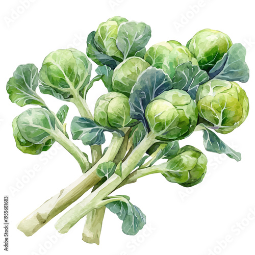 Brussels Sprouts, cute watercolor illustration with intricate patterns and vibrant splashes, isolated on a white background.