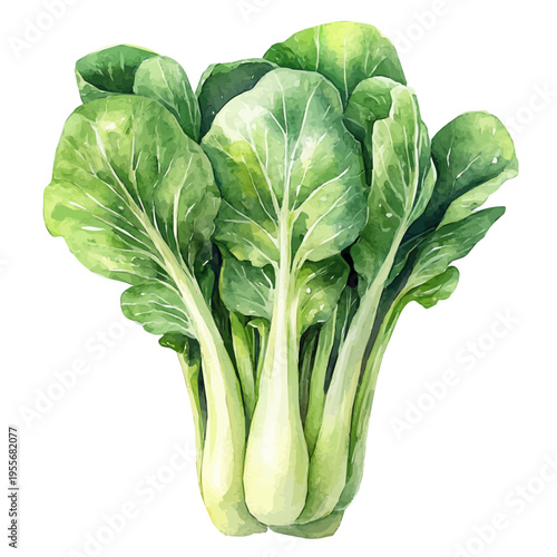 Bok Choy, elegant watercolor illustration luminous highlights, isolated on a white background.